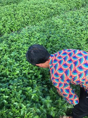 手工烧仙草的做法 步骤17